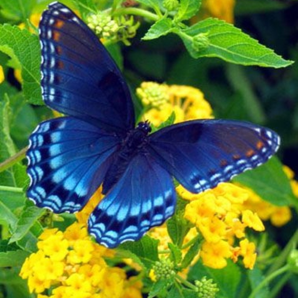 Meet your Posher, Bonnie